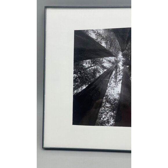Black & White Forest Canopy Photography In Modern Black Frame 14x11" READ - Picture 4 of 8
